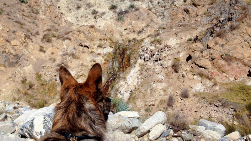 Illustration for article titled Found: California’s Lost Bighorn Sheep